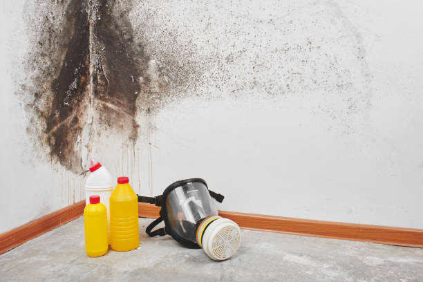 Professional Mold Removal in Chalmette, LA