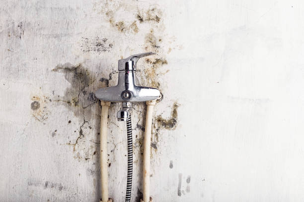 Best Local Mold Removal Service  in Chalmette, LA