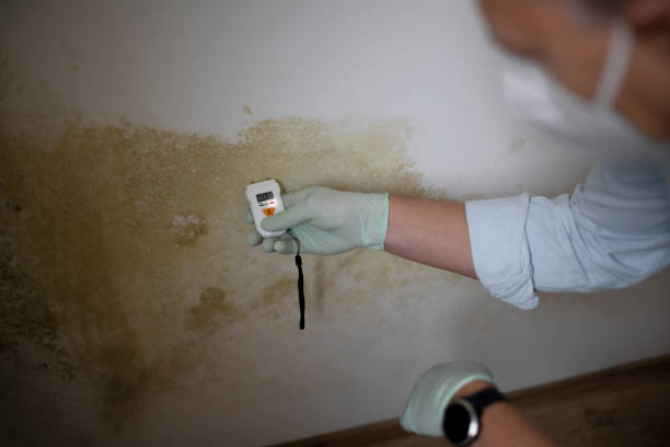 Best Commercial Mold Removal  in Chalmette, LA