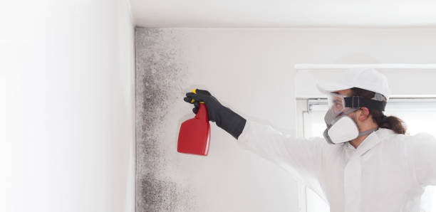 Best Emergency Mold Removal  in Chalmette, LA