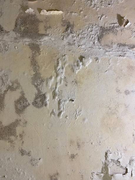 Best Mold Testing  in Chalmette, LA