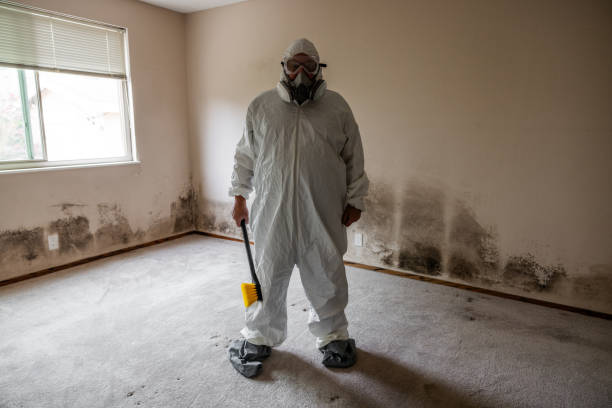 Best Mold Removal Process  in Chalmette, LA