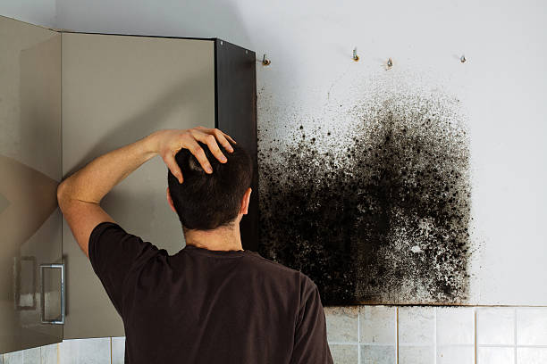 Best Attic Mold Removal  in Chalmette, LA