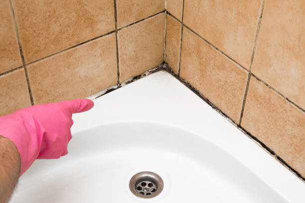 Best Residential Mold Removal  in Chalmette, LA